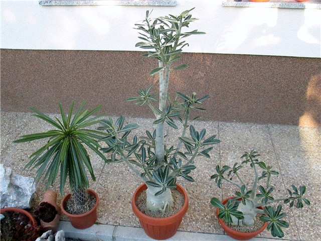 Adenium obesum, arabicum